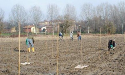 Cremona. Avvio della piantumazione per creare il Parco del Morbasco Sud.