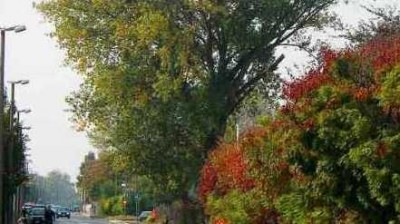 I tempi degli alberi e i tempi della Regione