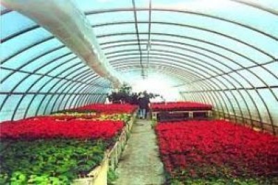 Florovivaisti alla canna