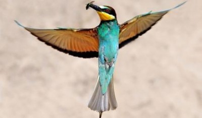 Cremona.Aperte iscrizione per corso fotografico