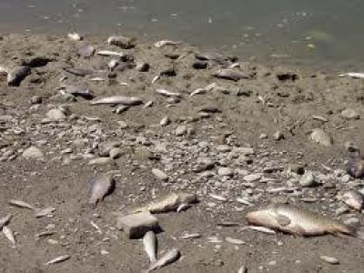 Varese.Moria pesci bacino di Creva