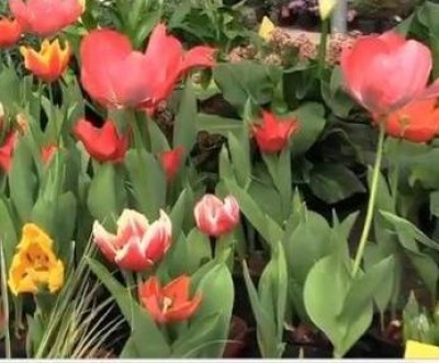 Primavera, a ognuno il suo fiore