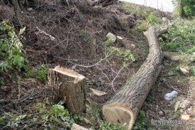 Ancora alberi tagliati in città. 