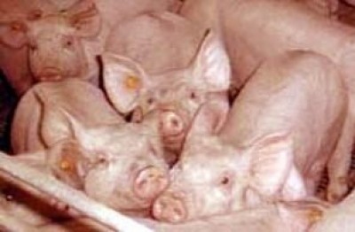 Xenotrapianti , in NO di Una Cremona