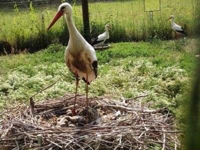 Parco Adda Sud, baby boom di cicogne