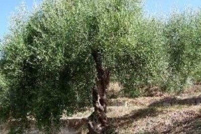 Il Cantiere dell'Ulivo si organizza