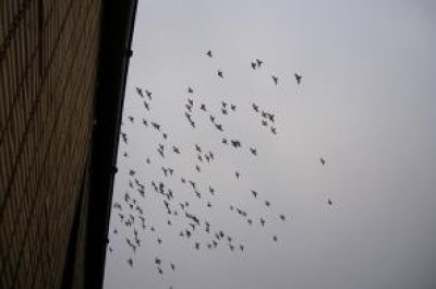 Milano,poesie dal carcere