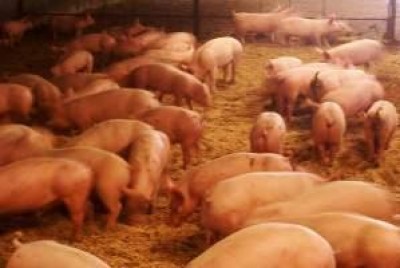 Interventi per la gestione sostenibile degli effluenti di allevamento