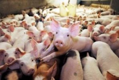 Crisi dei suini, sempre meno