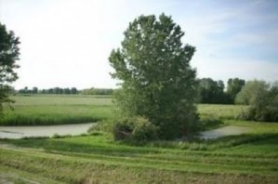 Liberate le antiche torbiere di Crotta