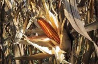 Questione mais nel lodigiano
