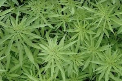 Slovacchia.I giovani fanno ampio uso di cannabis