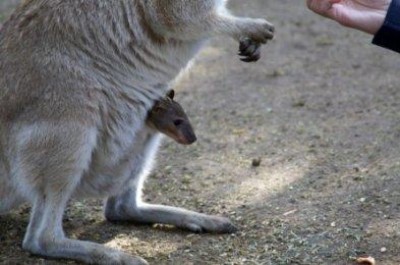 Mamma canguro e figlio/a ?