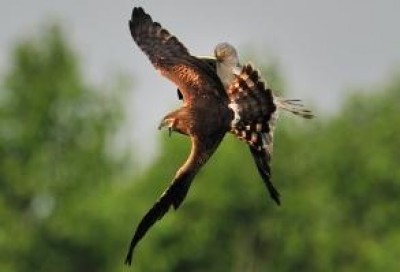 Mostra 