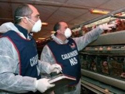 Suinicultura, operazione NAS a Cremona