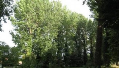 I 20 alberi del campo scuola