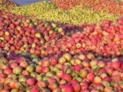 Valtellina, conto alla rovescia per le mele Igp