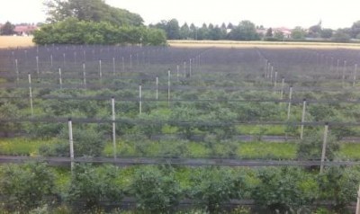 Valtellina.Boom di mirtilli sui terreni abbandonati