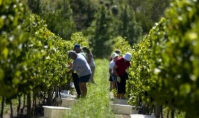 Caldo, scatta la vendemmia “part time”: 