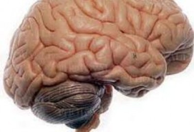 Il cervello recupera se si mangia di meno