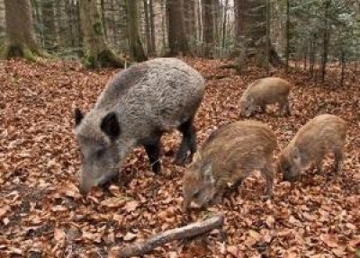 Bloccare l’invasione di nutrie e cinghiali