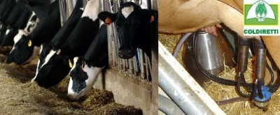 Latte, l’industria fa “orecchie da mercante” intanto volano le quotazioni dello “spot”