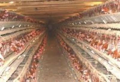 No Mega allevamento di Busto Garolfo