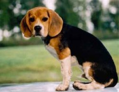 Pet therapy a Cremona Solidale