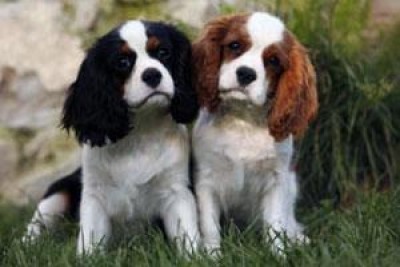 Animali: “se volete regalare un cucciolo andate al parco canile”