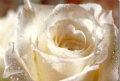 Rosa bianca.Un percorso per provare, studiare, ricominiciare ...
