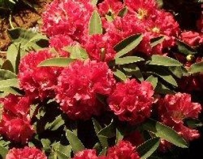 8 marzo, la festa sboccia con i fiori: un regalo per metà delle donne lombarde