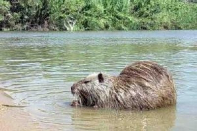 Flagello nutrie, Pavesi e Alloni: