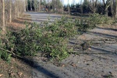 Parco Adda Sud: taglio alberi, atto dovuto