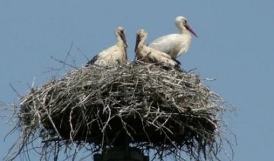 Parco Adda Sud, baby boom per le cicogne