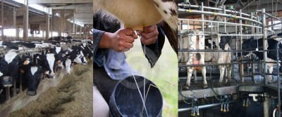  Sotto pressione il prezzo del latte alla stalla