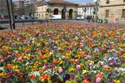 Il verde di Milano si rinnova. Sboccia la primavera nelle aiuole della citta'