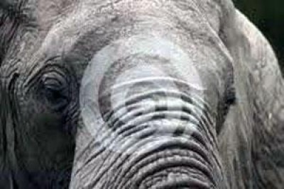 Sabato 21 aprile alle 17 un elefante sara' giustiziato all'Universita' Statale di Milano