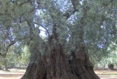 Assegnato ulivo di 1.400 anni a Michelle Obama