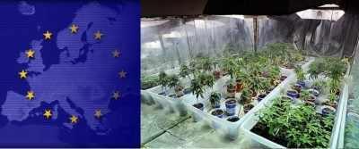 U.E.Europa consuma e produce sempre piu' marijuana. 