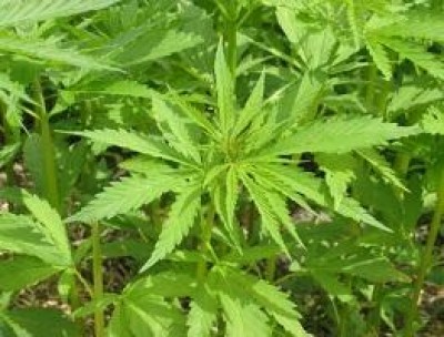 Cannabis terapeutica. Nulla osta del Governo a legge Regione Toscana 