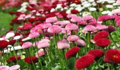 Sono i fiori la nuova frontiera del gusto