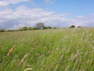 Agricoltura, 5 milioni ai Gruppi di azione locale