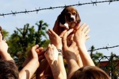  Green Hill. Arrivati i cuccioli al Canile di Milano 