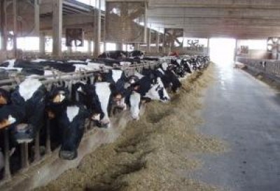 Nutraceutica per i bovini: una svolta per prevenire
