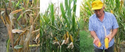 Siccità: gli effetti sul mais