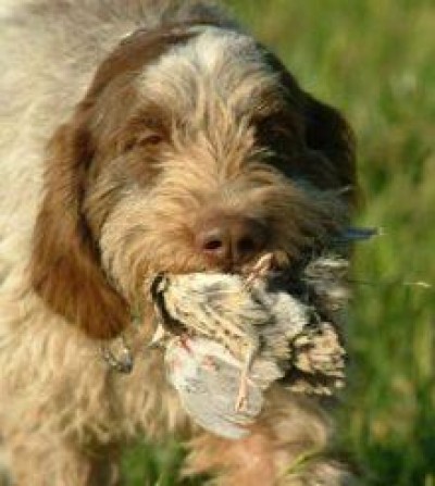 L’ISPRA dice no alla legge regionale sull’addestramento dei cani da caccia 
