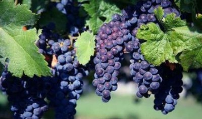 Mantova, prima vendemmia post terremoto