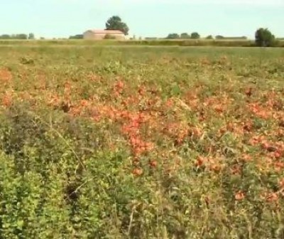 Pomodoro, gli agricoltori che non si arrendono alla crisi 