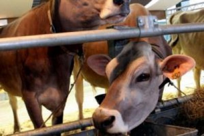 Estate torrida: un danno da 1.000 euro al giorno per le stalle da latte.