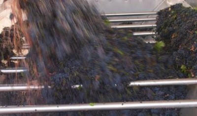 I PROFUMI DELLA VENDEMMIA